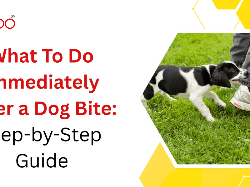 What To Do Immediately After a Dog Bite: Step-by-Step Guide